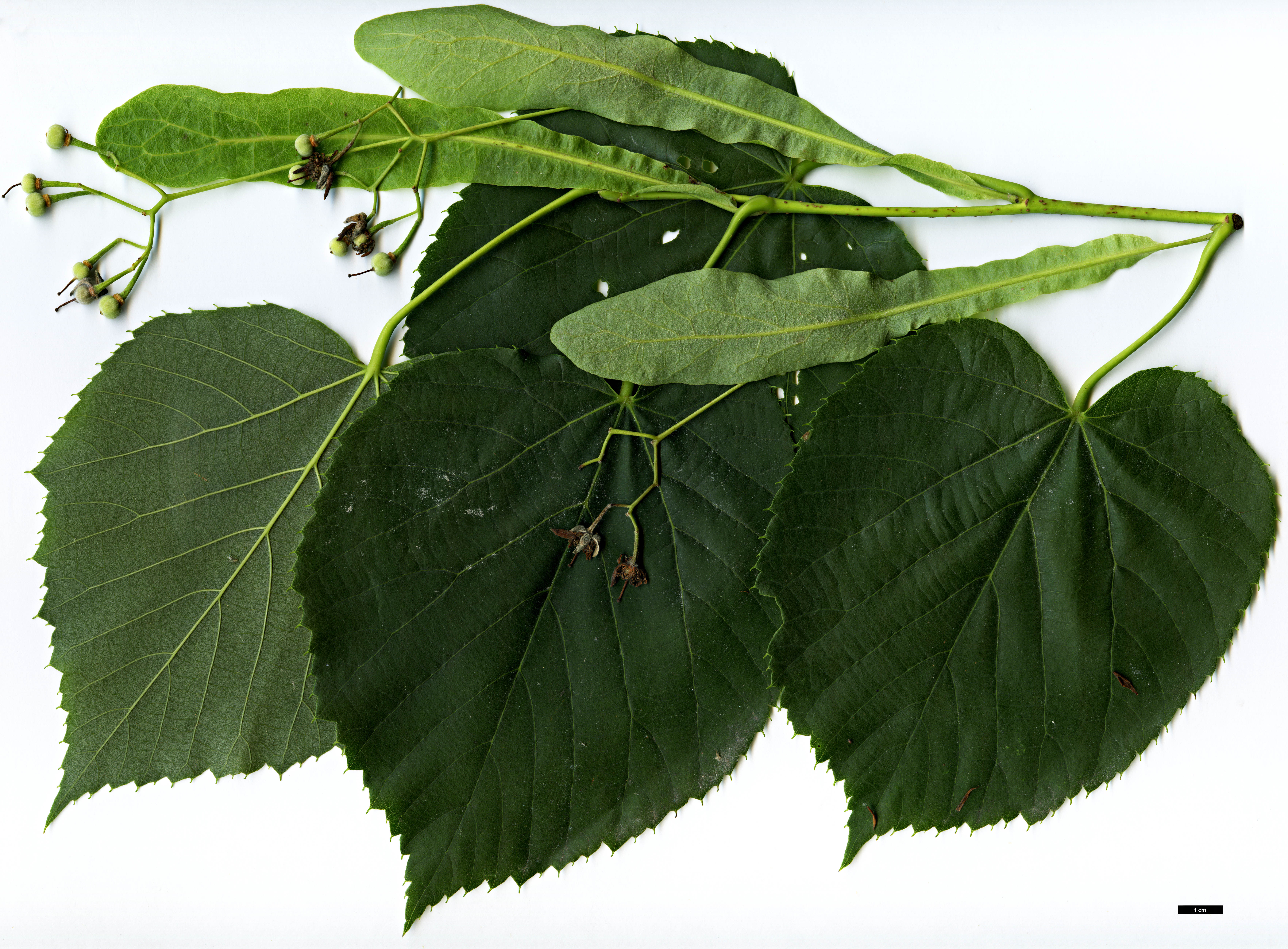 High resolution image: Family: Malvaceae - Genus: Tilia - Taxon: platyphyllos × T.tomentosa